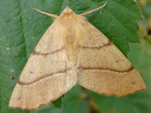 Petrophora chlorosata.JPG