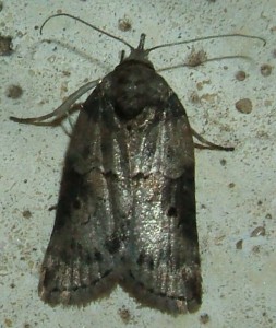 4397 Nolidae Chloephorinae Nycteola ... 2008.06.24 (12%).JPG