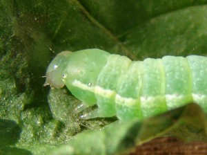Chenille verte ter (3).JPG (141.21 Kio) Consulté 2994 fois Chenille verte ter (3).JPG