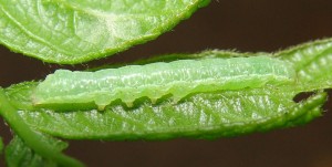 Chenille verte ter.JPG (184.98 Kio) Consulté 2994 fois Chenille verte ter.JPG