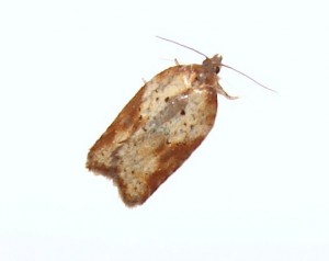 Acleris laterana (2).JPG