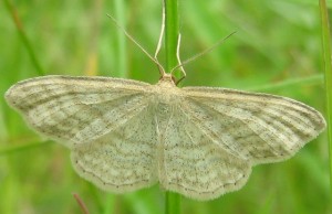 idaea Aarts Tineke 46 23052008.jpg