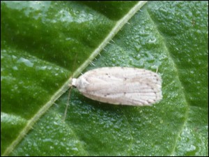 Ela - Agonopterix sp.jpg