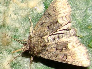 Oligia strigilis (la noctuelle du dactyle).JPG