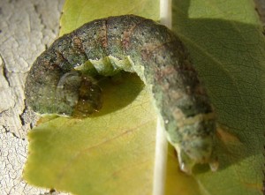 Chenille verte ter (7).JPG (152.92 Kio) Consulté 2969 fois Chenille verte ter (7).JPG