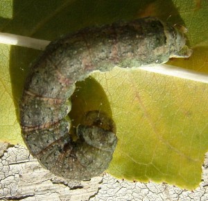 Chenille verte ter (6).JPG (150.04 Kio) Consulté 2969 fois Chenille verte ter (6).JPG