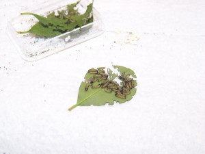 eclosion2.jpg
