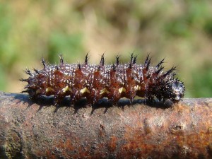 vanessa atalanta.JPG