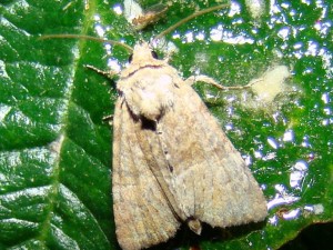 Xestia xanthographa.JPG