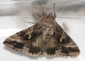 autographa gamma naissance 2009.10.31 (6p%).JPG