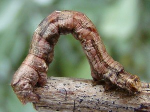 Ectropis crepuscularia.JPG