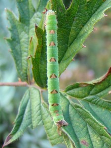 Mesoleuca albicillata.JPG