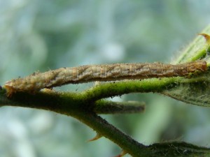 Eupithecia virgaureata.JPG