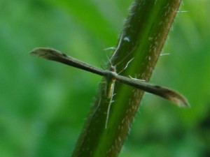 Adaina microdactyla.JPG