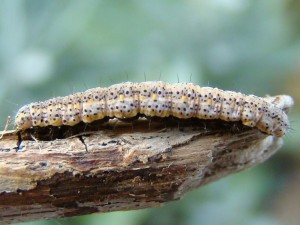 Lygephila pastinum.JPG