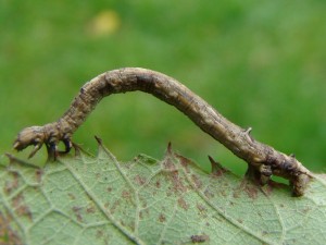 Angerona prunaria-3.JPG
