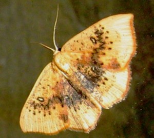 Cyclophora albiocellaria2 Aarts Tineke 46 22 042008.jpg