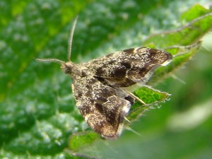 Anthophila fabriciana famil des Choreutidae.JPG