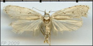 Chatalamia agonopterix 27 10.jpg