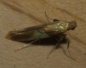 449 Gracillariidae Caloptilia robustella 2009.05.26 (1t).JPG