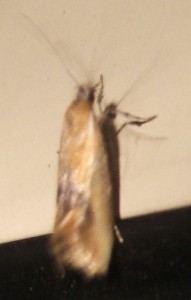 1256 Oecophorinae Batia lunaris 2007.09.12 (1p).JPG