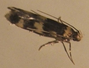 1286 Autostichidae Oegoconiinae Oegoconia uralskella ou deauratella 2007.08.14 (1p).JPG