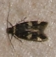 1285 autostichidae, Oegoconia quadripunctata 2006.07.29 (1p).jpg
