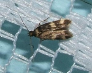 1285 autostichidae, Oegoconia quadripunctata (4)bis.jpg