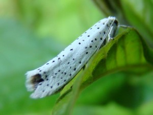 Yponomeuta evonymella.JPG