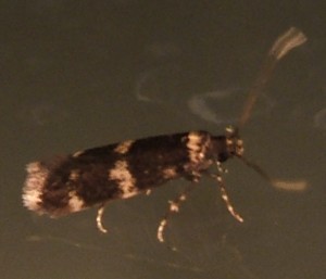 1286 Autostichidae Oegoconia sp 2008.07.09 (2p).JPG