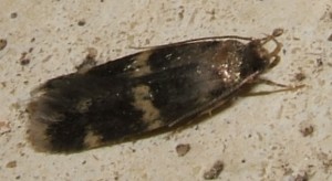 1286 Autostichidae Oegoconia sp 2008.07.25 (1p).JPG