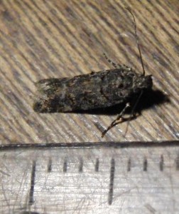 1571 Gelechiidae Gelechiinae Teleiodini Teleiopsis diffinis 2009.08.20 (4T).JPG