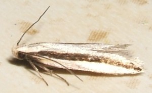 1598 Gelechiidae Gelechiinae Gelechiini Mirificarma interrupta 2009.05.22 (1p).JPG