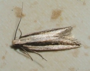 1598 Gelechiidae Gelechiinae Gelechiini Mirificarma interrupta 2009.05.22 (2T).JPG