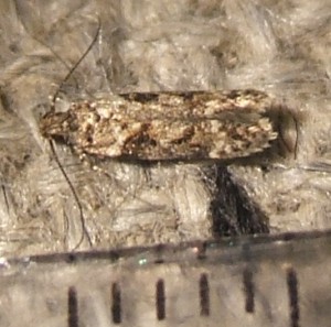 1716 Gelechiinae Caryocolum blandulella... 2007.07.17 (3p).JPG