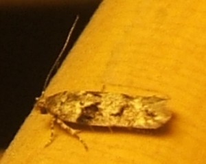 1716 Gelechiinae Caryocolum blandulella... 2007.07.19 (2p).JPG