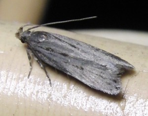 1625 Gelechiinae Neofaculta ericetella ou ... 2009.07.12 (t).JPG