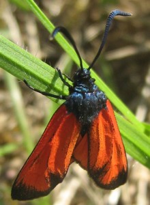 Zygaea erythrus Aarts Tineke 46 150908.jpg