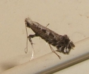 Gracillariidae Parornix finitimella 2008.06.01 (2p).JPG