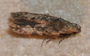 gelechiinae Recurvaria nanella... 2007.12.21 (7p).JPG