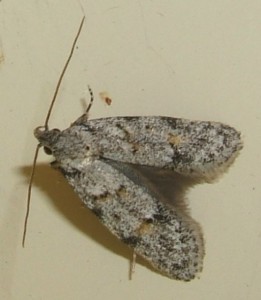 Autostichidae 11 Symmoca signatella...  plus jeune... 2009.06.25 (4p).JPG