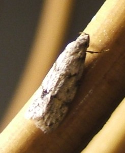 Autostichidae Symmoca signatella 2009.06.25 (163p).JPG