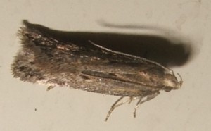 Gelechiidae Anacampsinae Syncopacma sangiella... 07.09.13 (1p).JPG