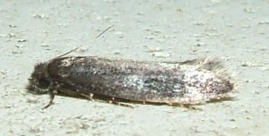 inconnu 18 Yponomeutidae Ocnerostoma friesei ou Elachistidae Cosmiotes consortella mini gris 2008.06.26 (170bis).JPG