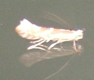 inconnu 19 Phyllonorycter sp... hostis 2007.05.24 (1p).JPG