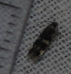 1286 Autostichidae Oegoconiinae Oegoconia deauratella 2009.07.29 (2p).JPG