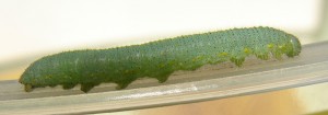 DSC08841.JPG