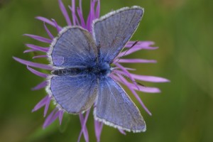 Polyommatus icarus (m) sur centaurée jacée - dans un pré derrière ma maison en septembre 2009.JPG