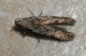 voir Carpatolechia decorella 2007.12.21 (1p).JPG