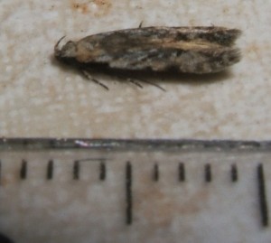 voir Carpatolechia decorella 2007.12.21 (9p).JPG